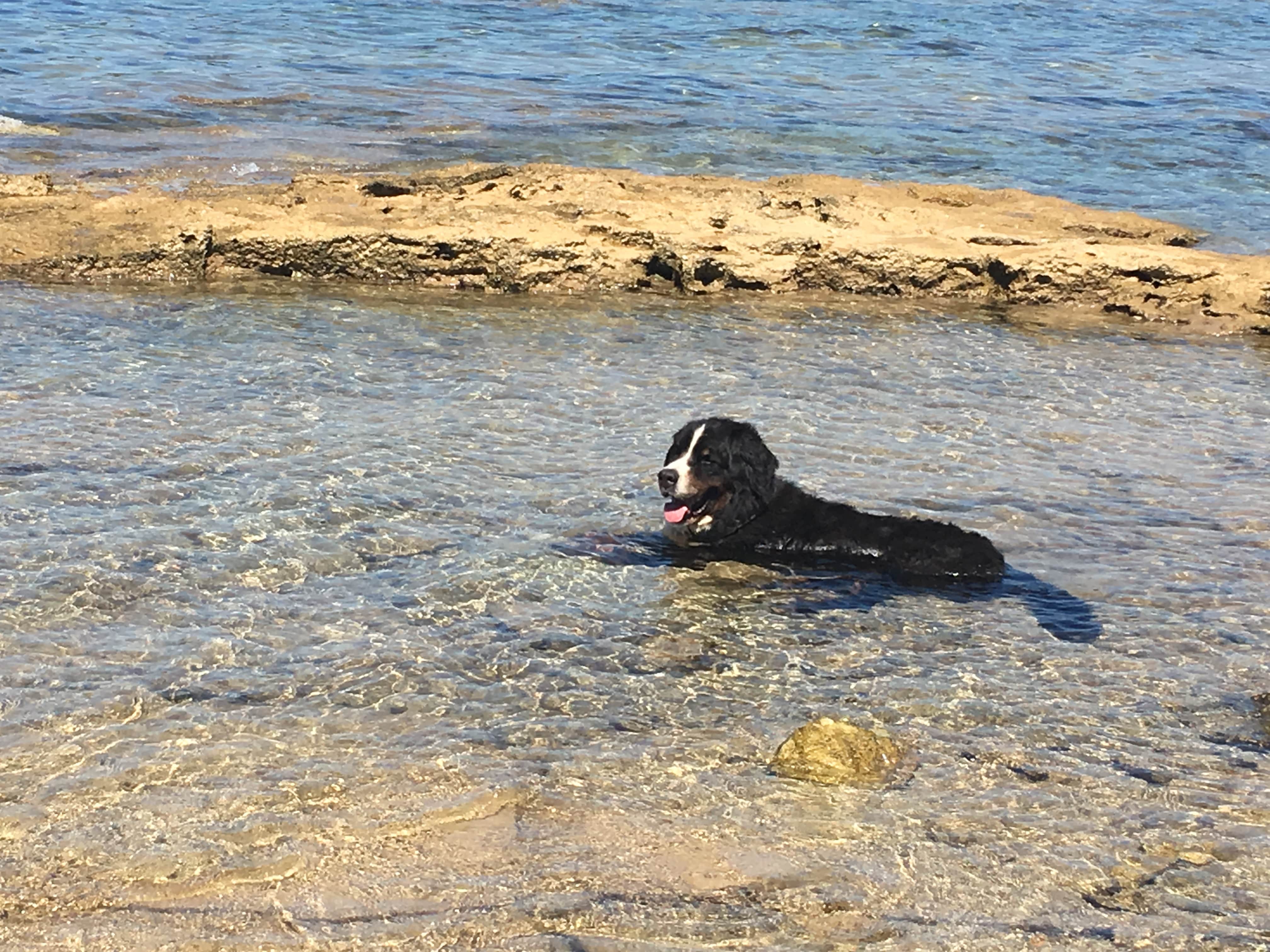 Beach bar Havana djeca pets